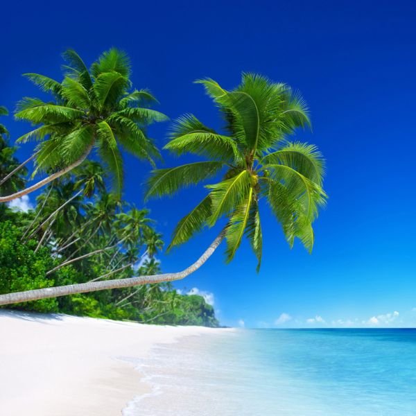 Scenic Japan beach with blue water and green trees – nature and cultural day trip